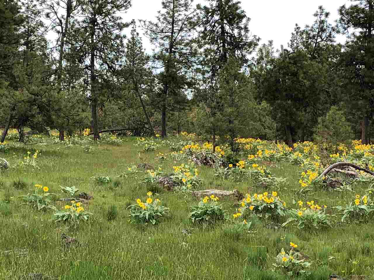21300 South Harrison Road Edwall, WA 99008 - Photo 1 of 3