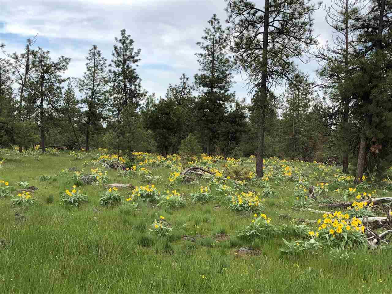 21300 South Harrison Road Edwall, WA 99008 - Photo 2 of 3