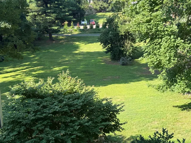 a view of a trees in a yard