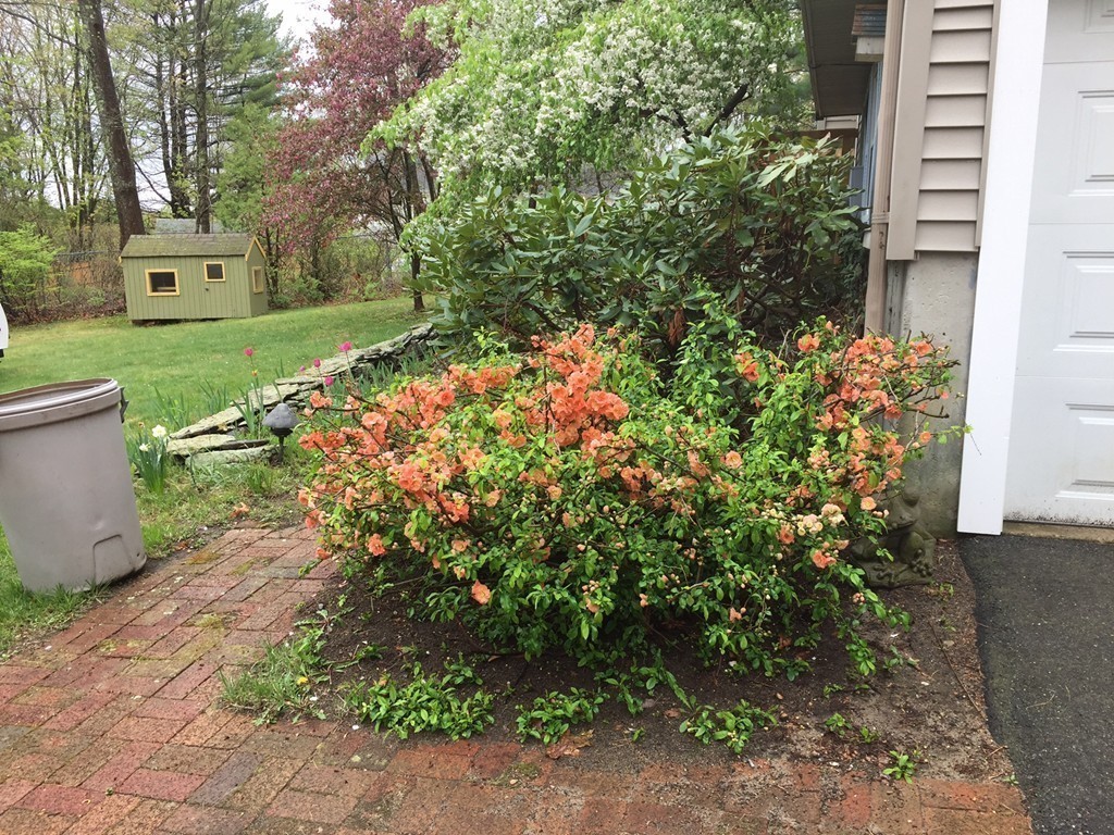 39 Old Bolton Road Hudson, MA 01749 - Photo 14 of 19 a view of a yard with plants and large trees