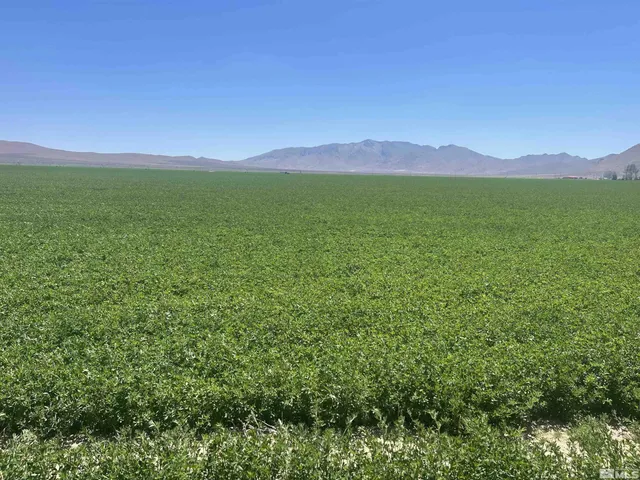 a view of a lush green outdoor space and a mountain view