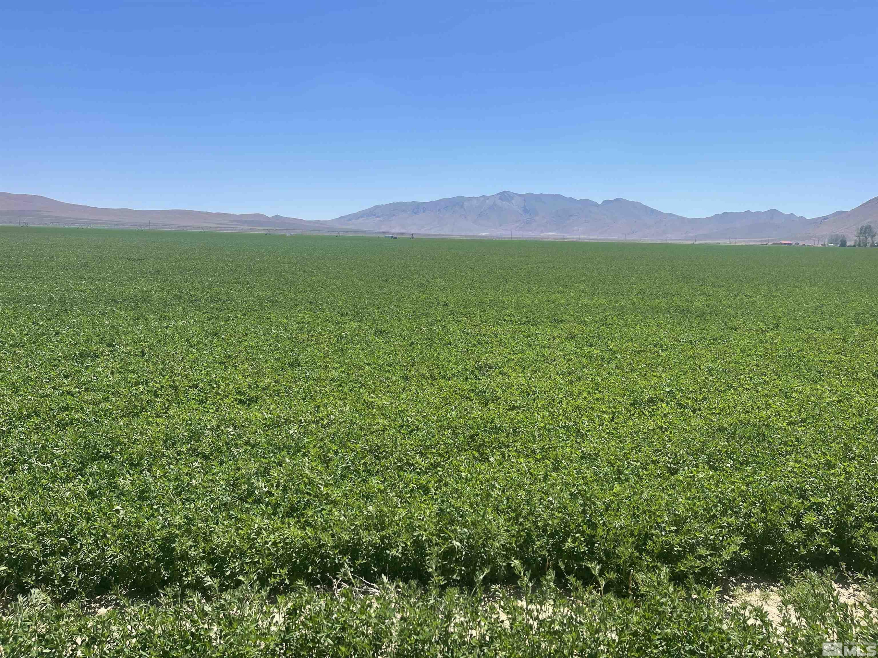 51955 Wilder Creek Road Denio, NV 89404 - Photo 4 of 36 a view of a lush green outdoor space and a mountain view