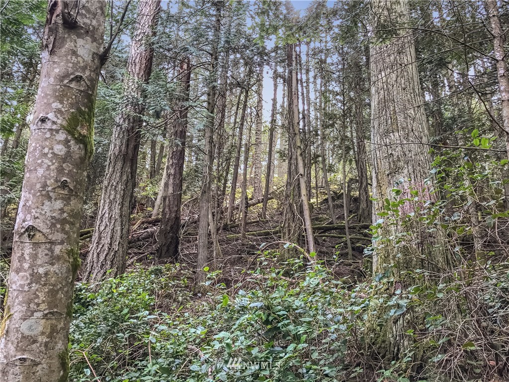 0 Reid Harbor Road Friday Harbor, WA 98250 - Photo 22 of 40 Gallery Image 22