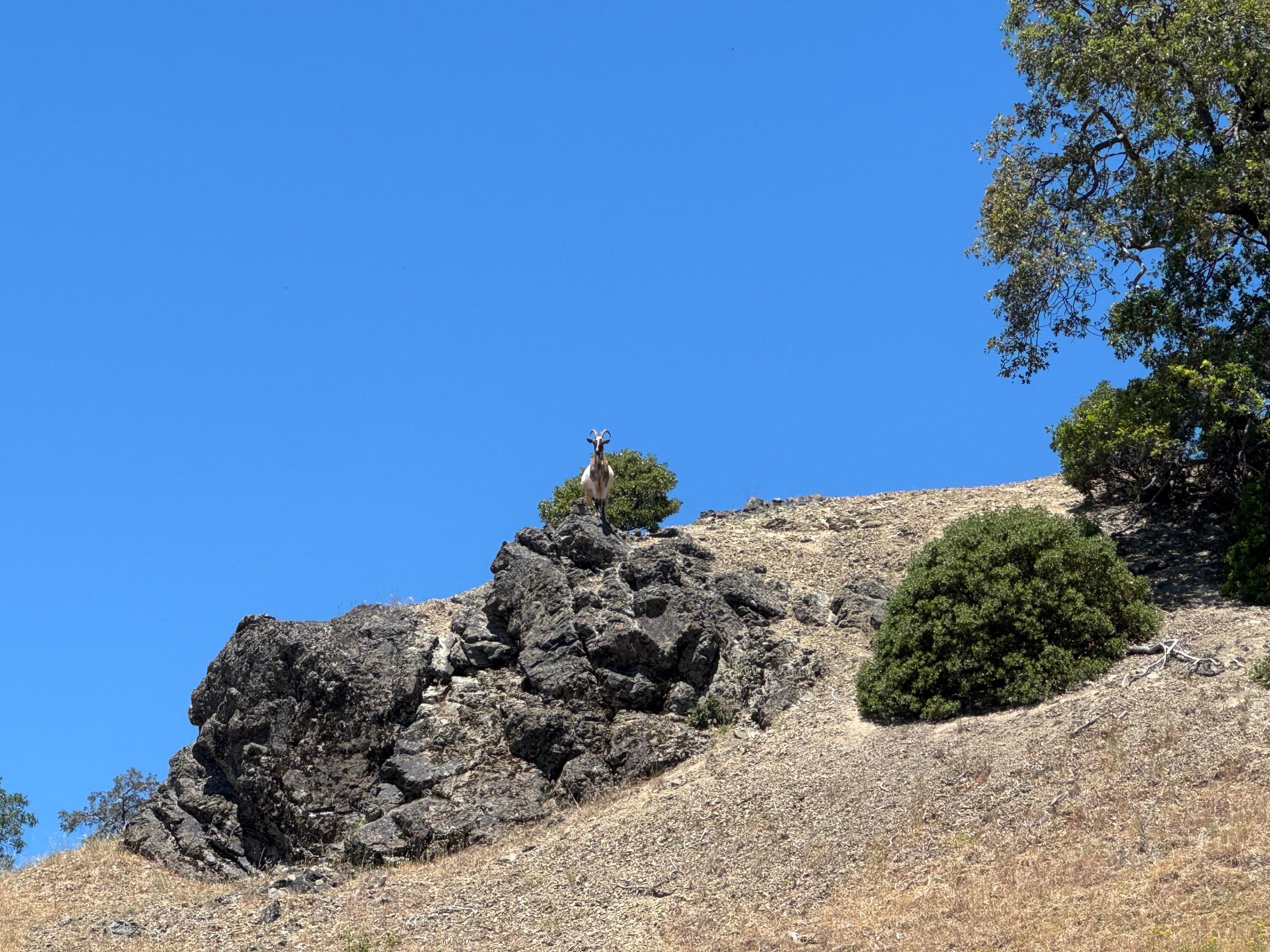 12575 Buck Mountain Road Bridgeville, CA 95526 - Photo 25 of 30 Gallery Image 25
