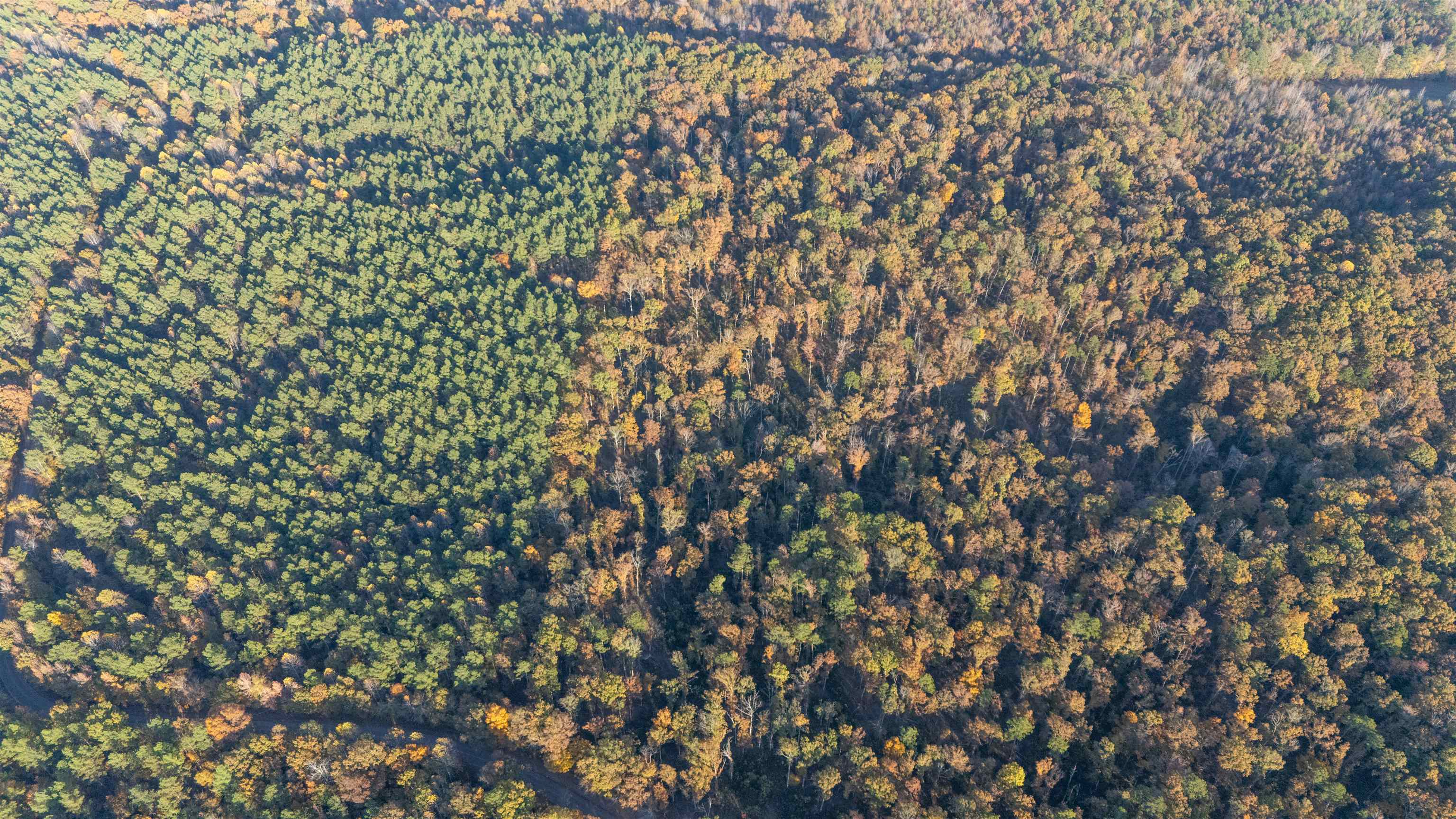 a close up of a plant