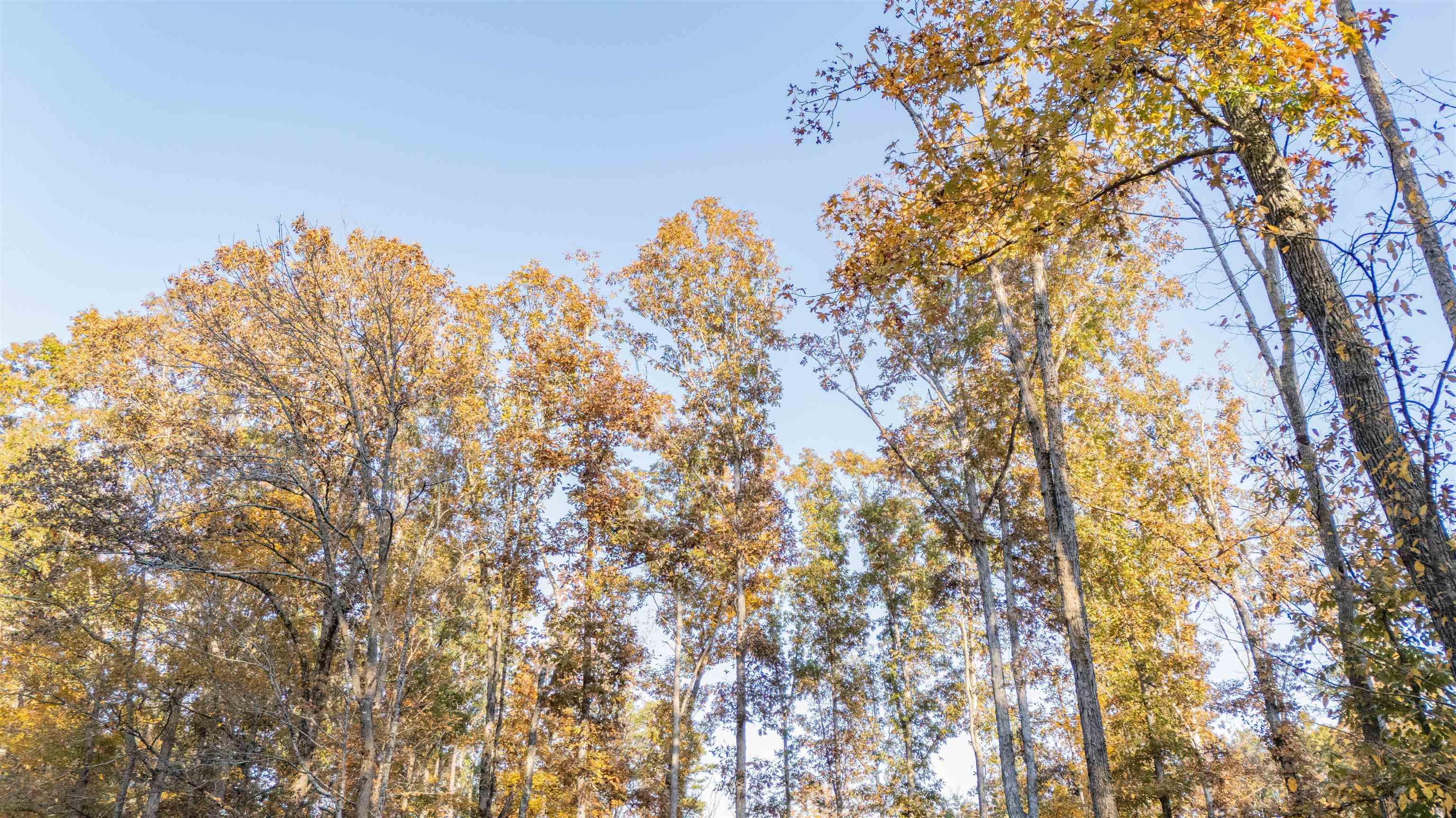 Gooch Store Road Hornsby, TN 38044 - Photo 11 of 16 a view of a tree