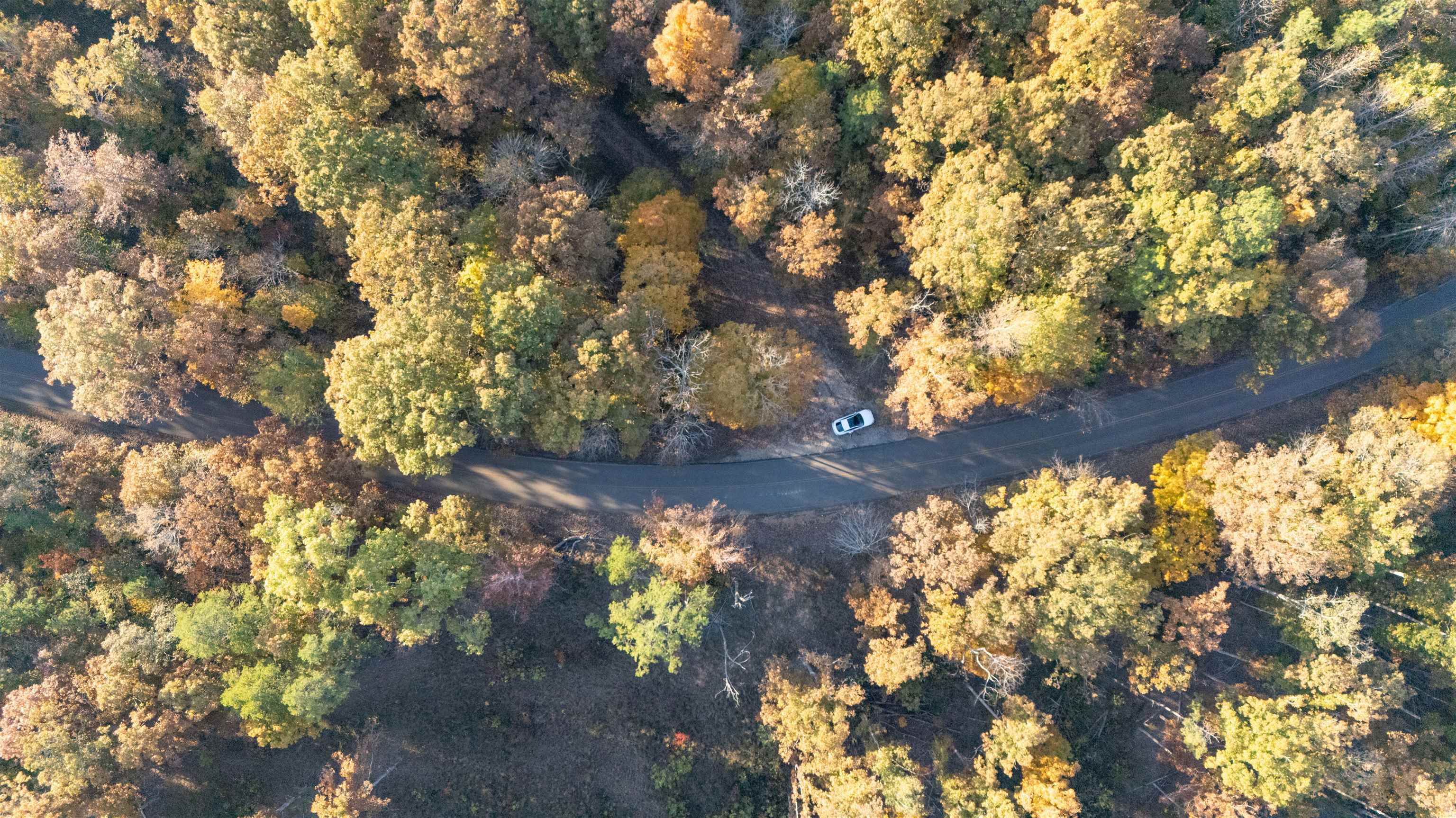 Gooch Store Road Hornsby, TN 38044 - Photo 3 of 16 a view of a tree