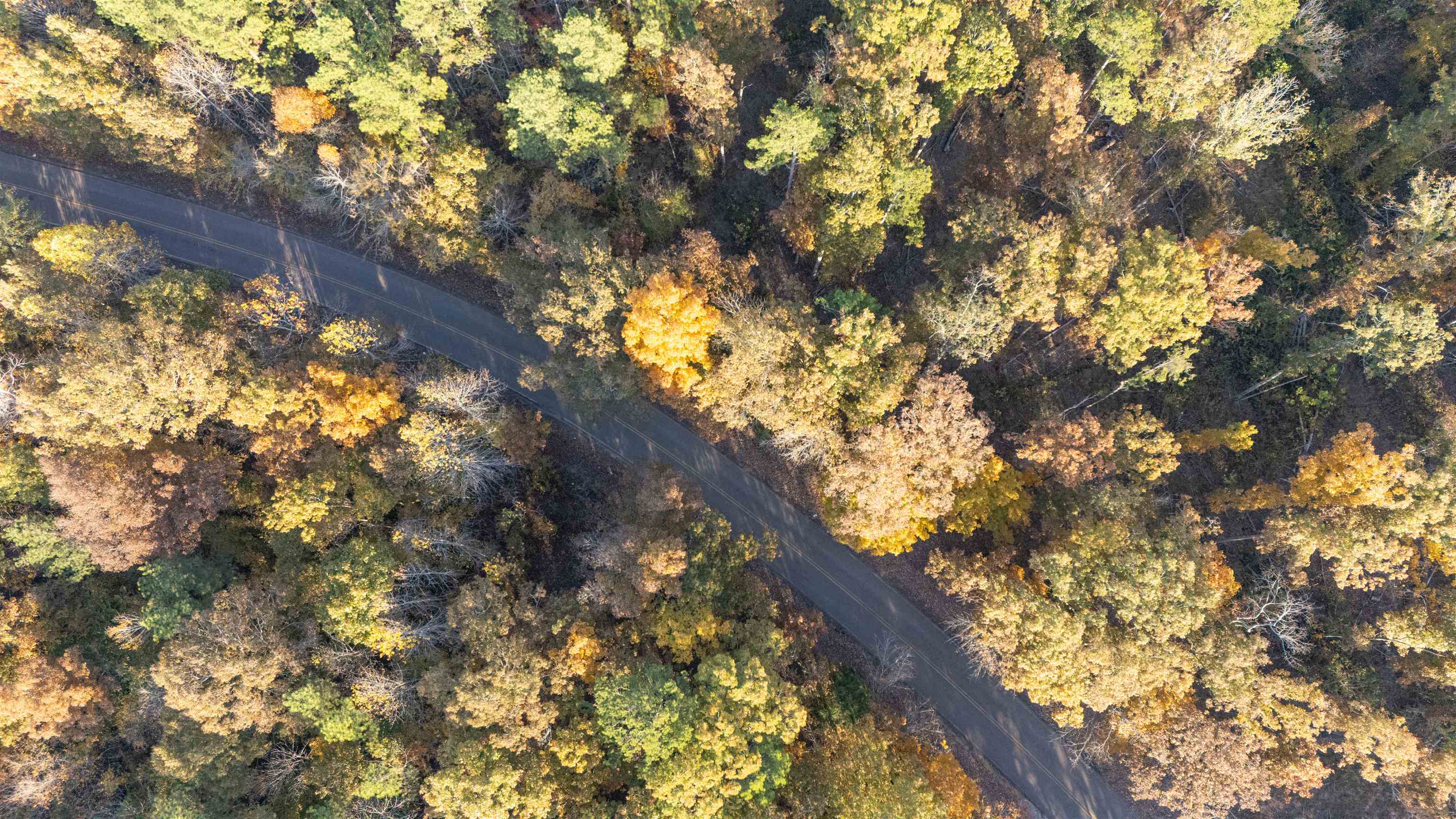 Gooch Store Road Hornsby, TN 38044 - Photo 4 of 16 a yard with a tree