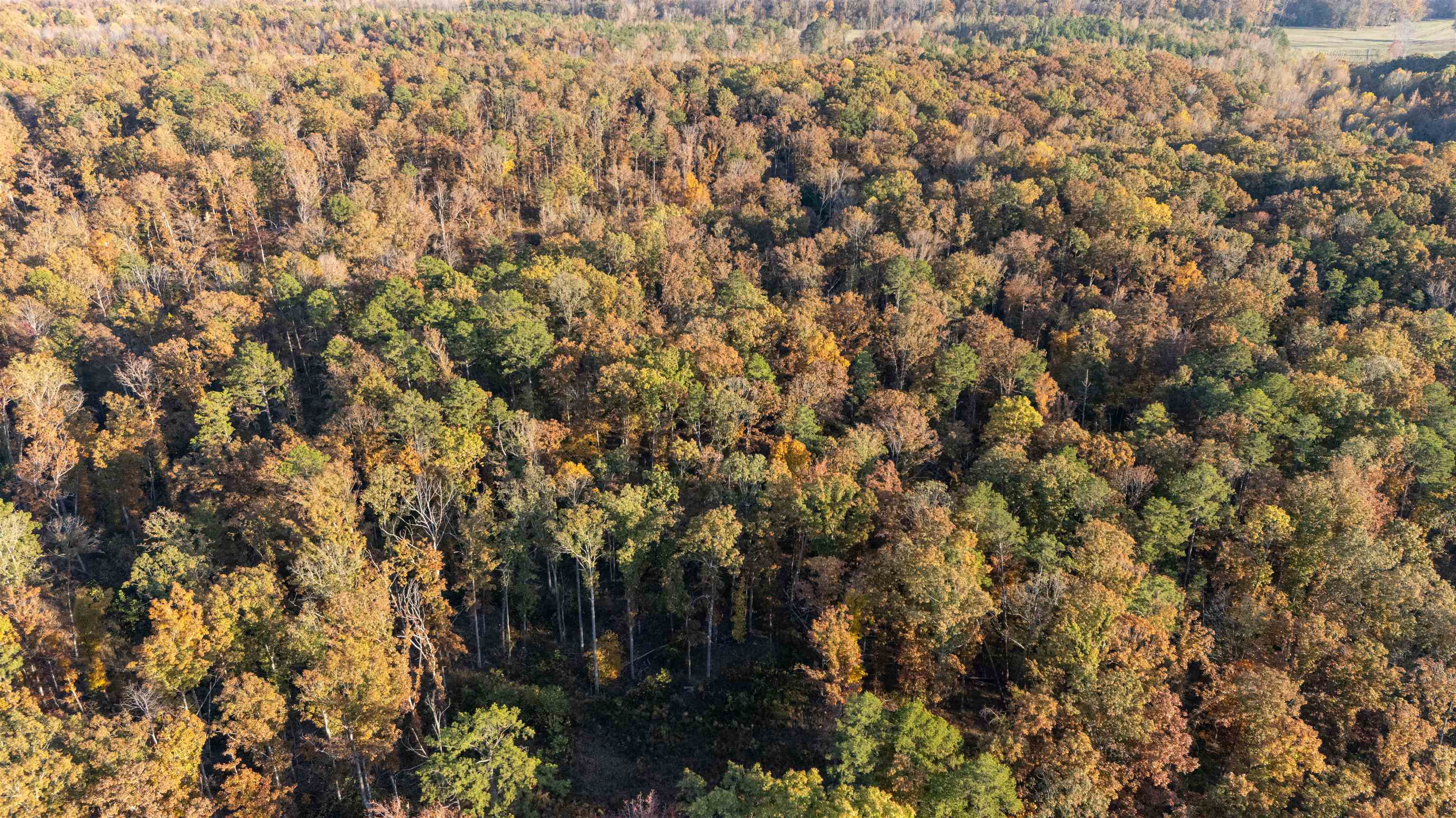 Gooch Store Road Hornsby, TN 38044 - Photo 5 of 16 a view of a tree