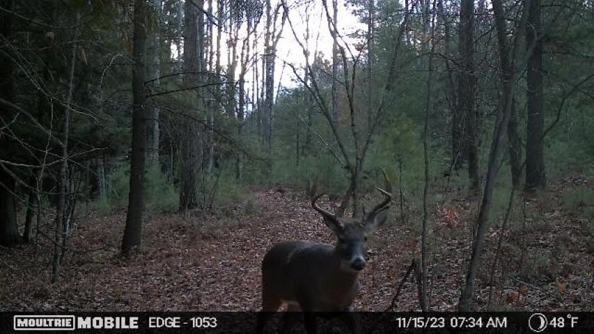 Vl Kolarvic Road Manton, MI 49663 - Photo 11 of 28