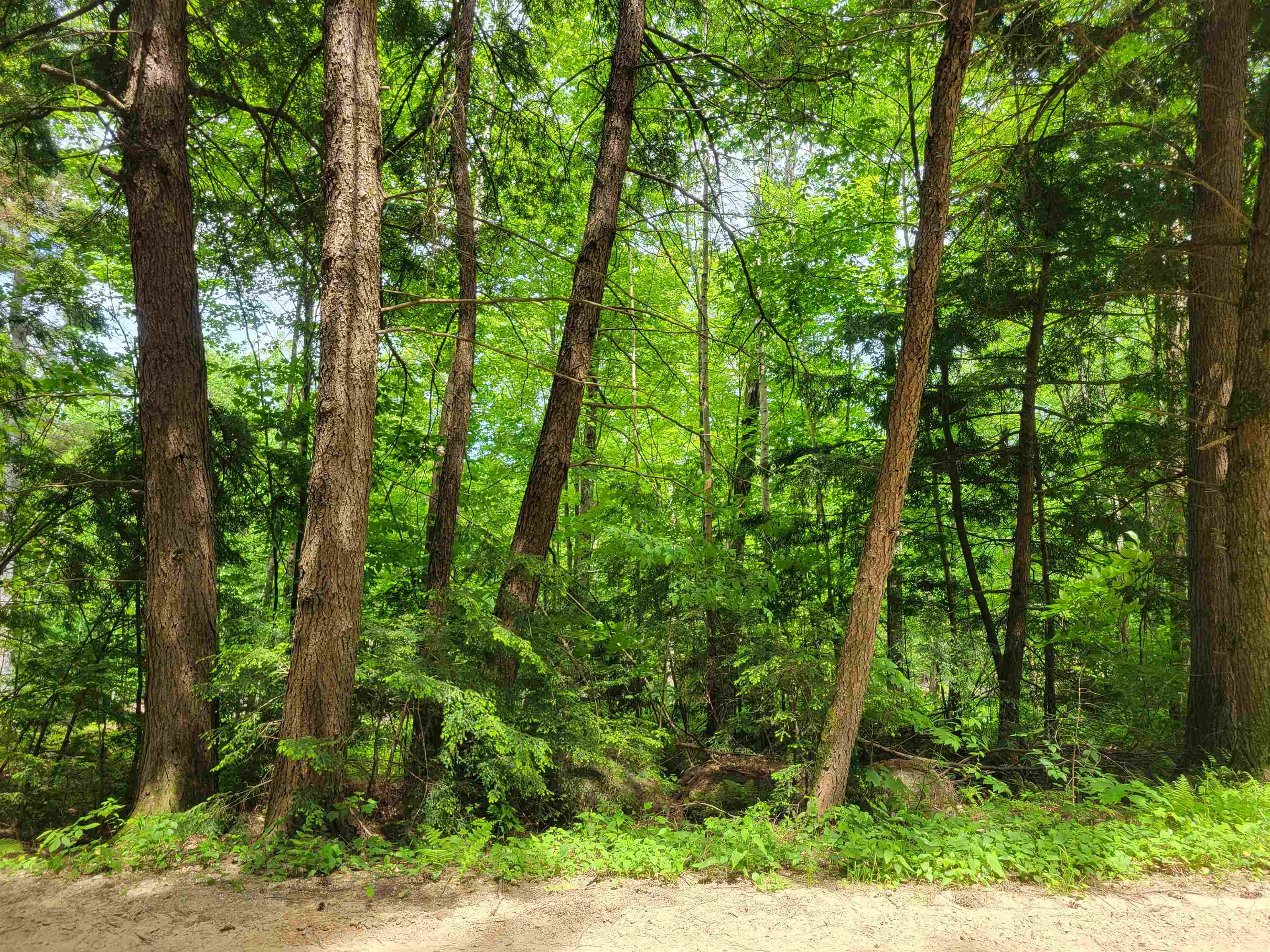 Lot 5-7 Shaw Road Pittsfield, NH 03263 - Photo 13 of 15