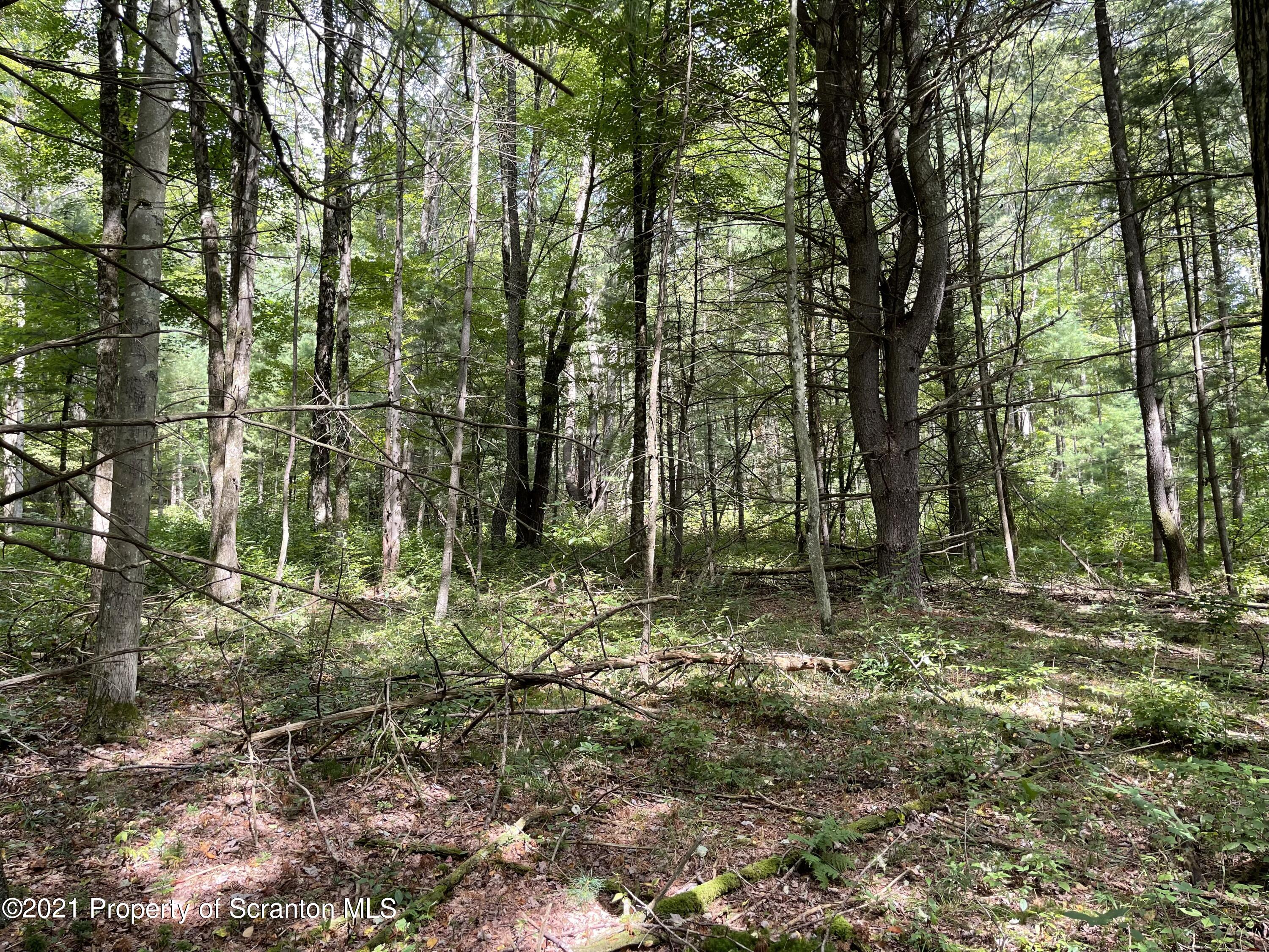 Keenan Road Little Meadows, PA 18830 - Photo 8 of 10 6-S830_Woods