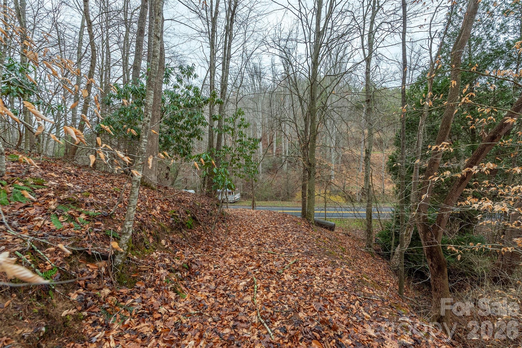 1974 Ammons Branch Road Marshall, NC 28753 - Photo 9 of 15 a view of a forest with trees