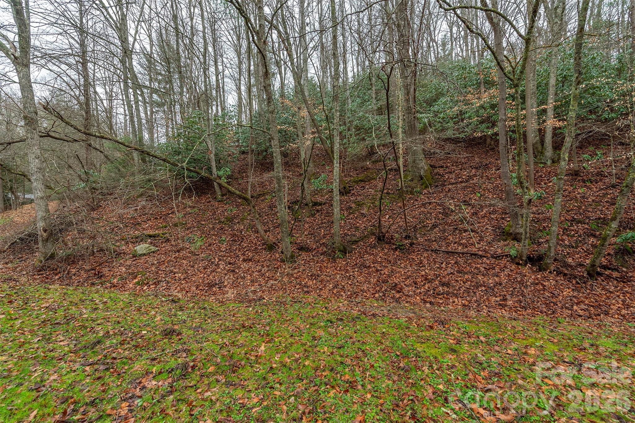 1974 Ammons Branch Road Marshall, NC 28753 - Photo 10 of 15 a view of a forest with trees in the background