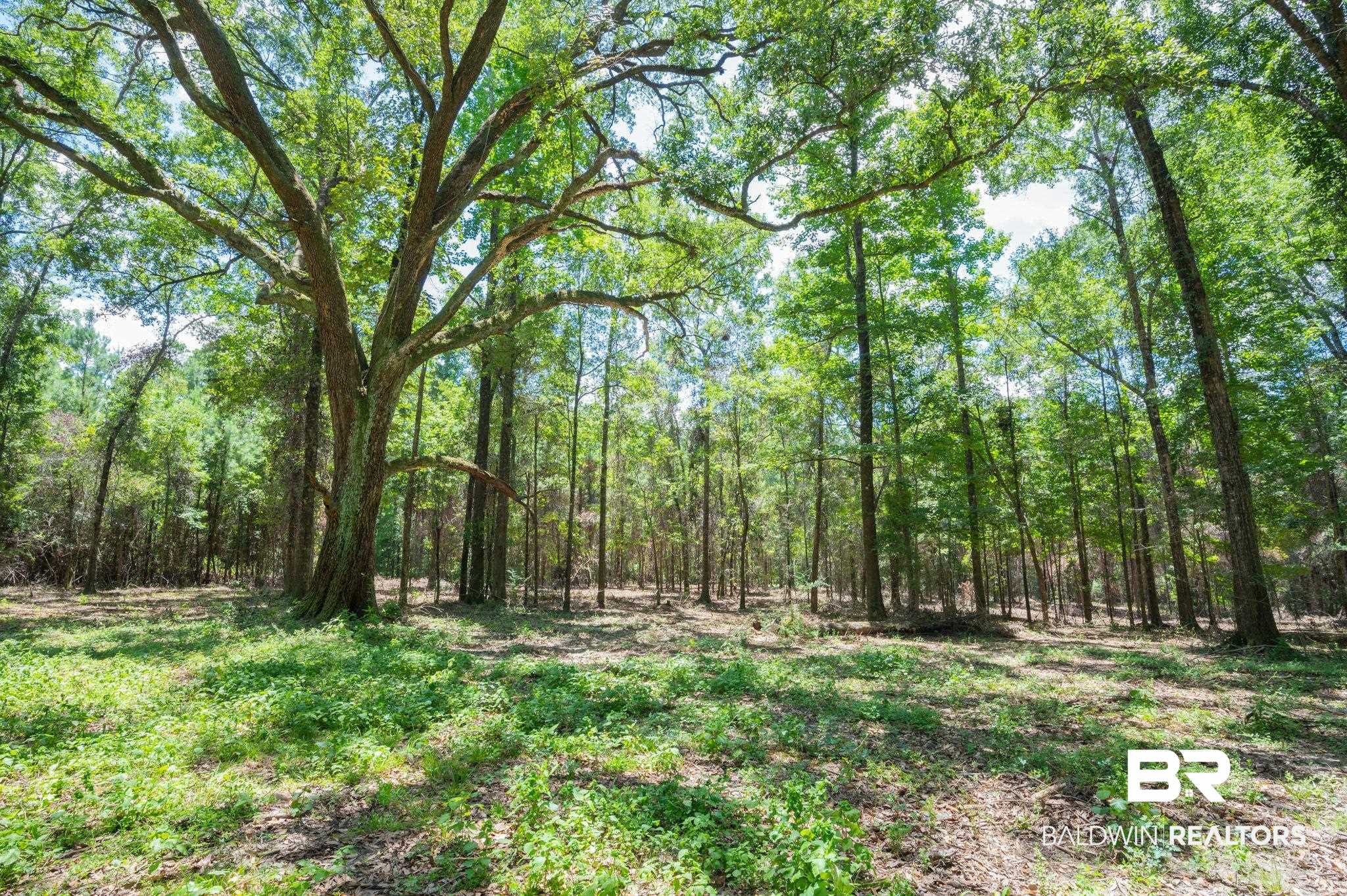 0 Hurricane Road Bay Minette, AL 36507 - Photo 6 of 30