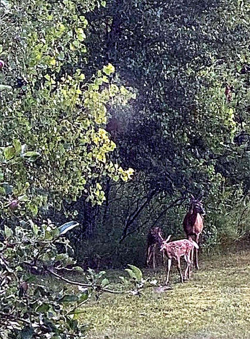 17531 County 41 Boulevard Red Wing, MN 55066 - Photo 101 of 111