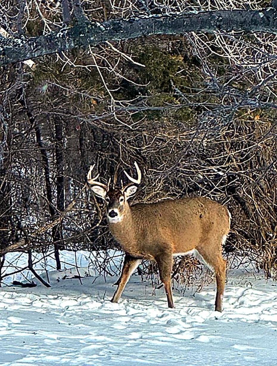 17531 County 41 Boulevard Red Wing, MN 55066 - Photo 108 of 111
