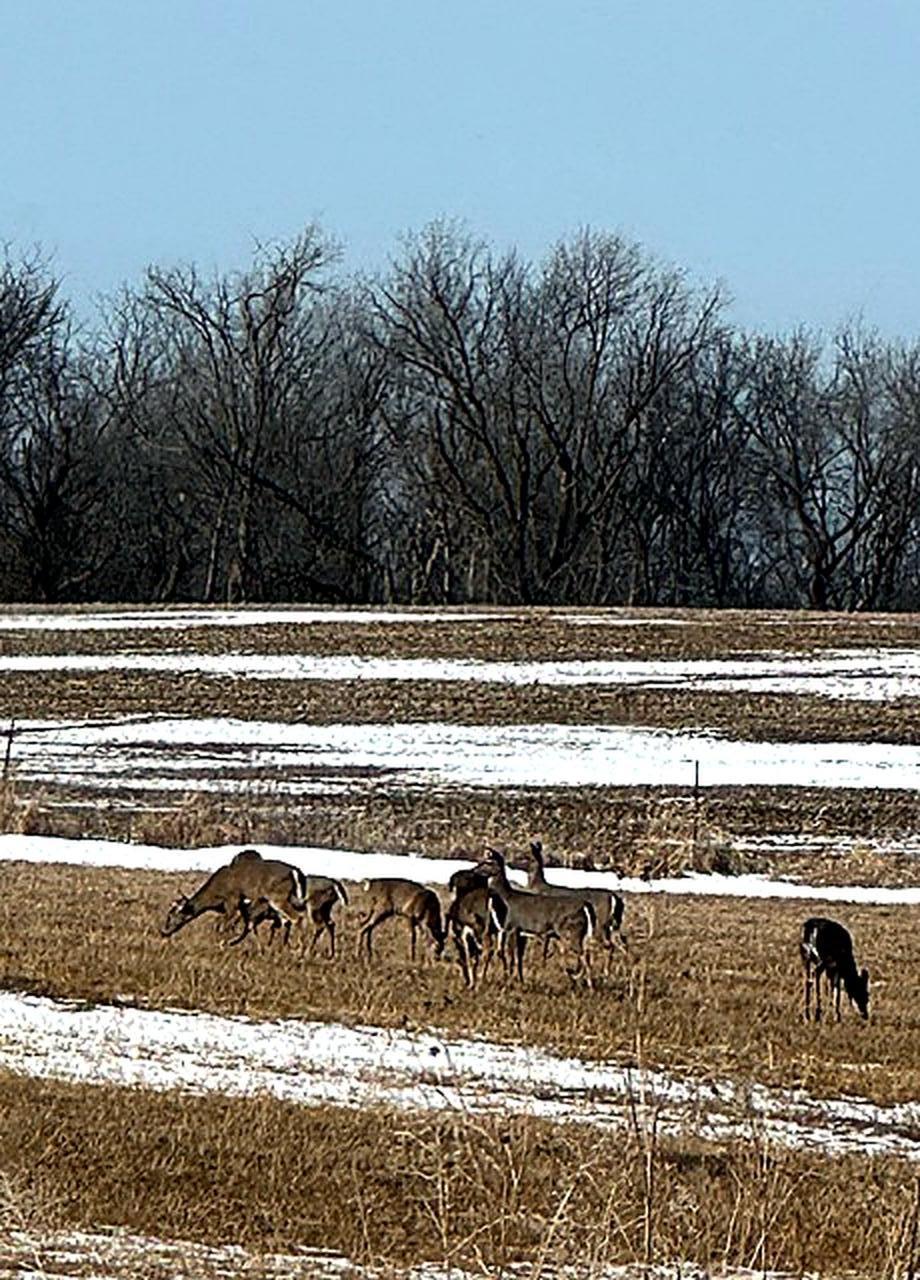 17531 County 41 Boulevard Red Wing, MN 55066 - Photo 99 of 110