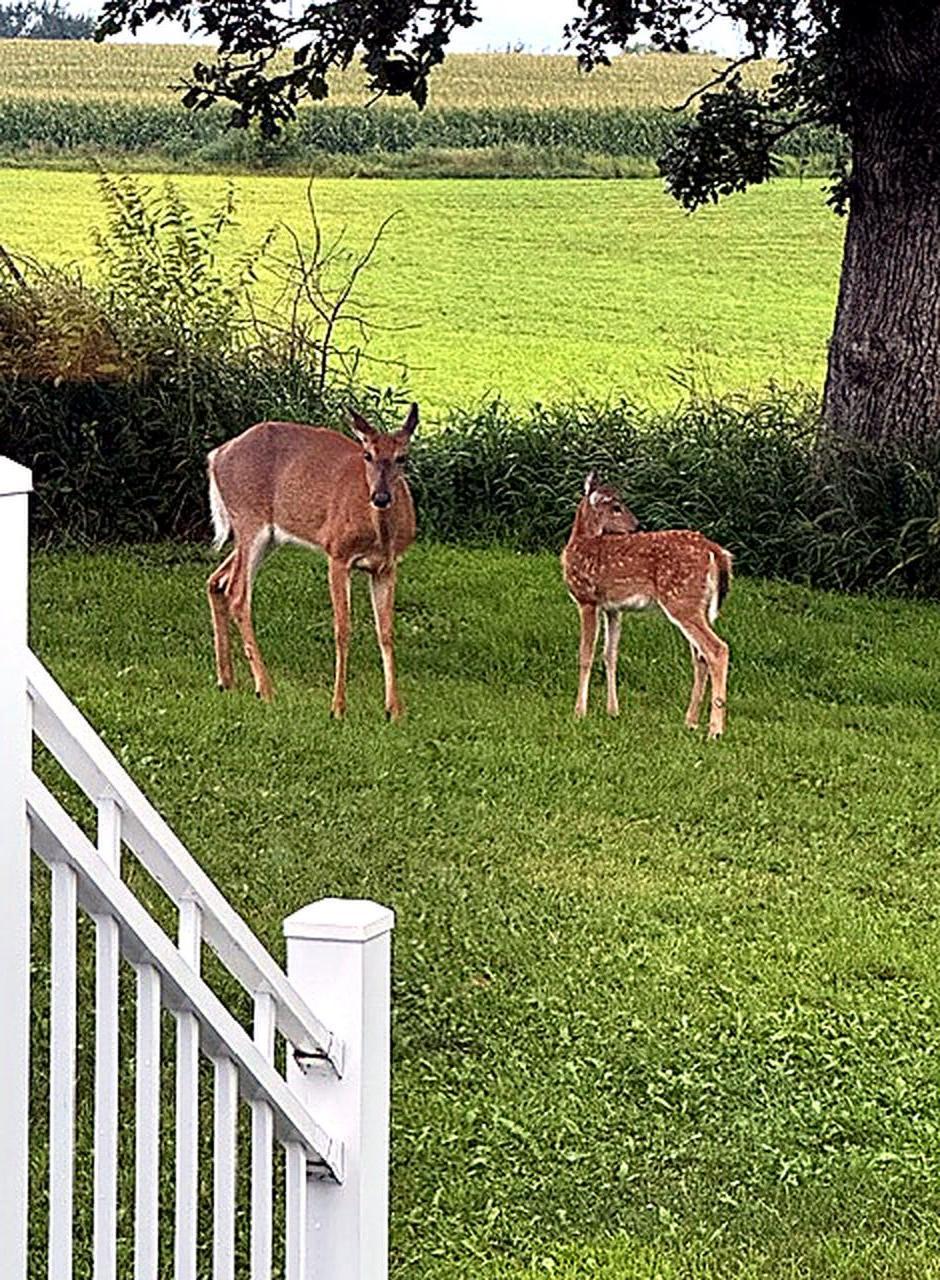 17531 County 41 Boulevard Red Wing, MN 55066 - Photo 100 of 111