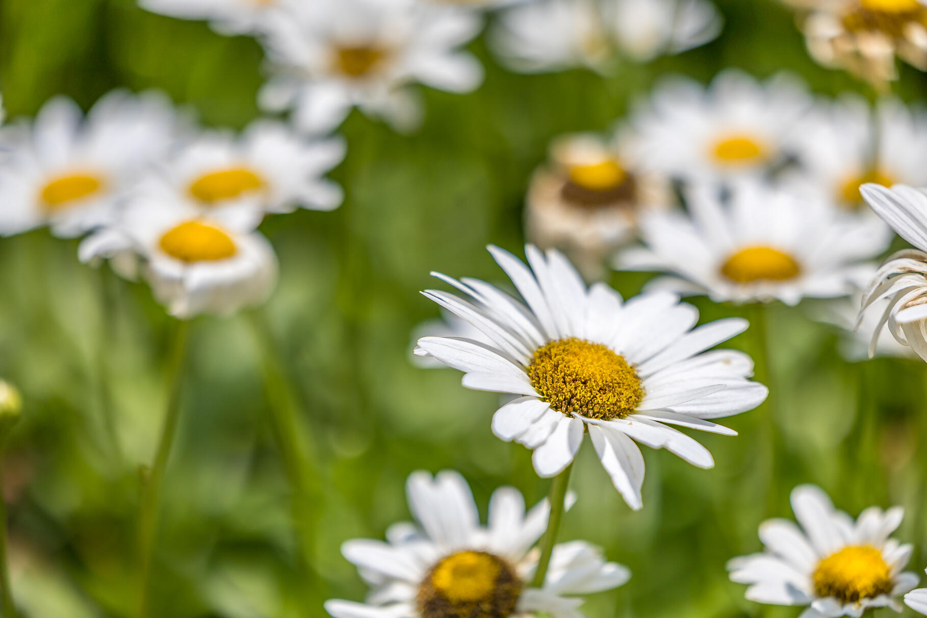 950 Massasoit Road Eastham, MA 02642 - Photo 52 of 66 a view of a flower