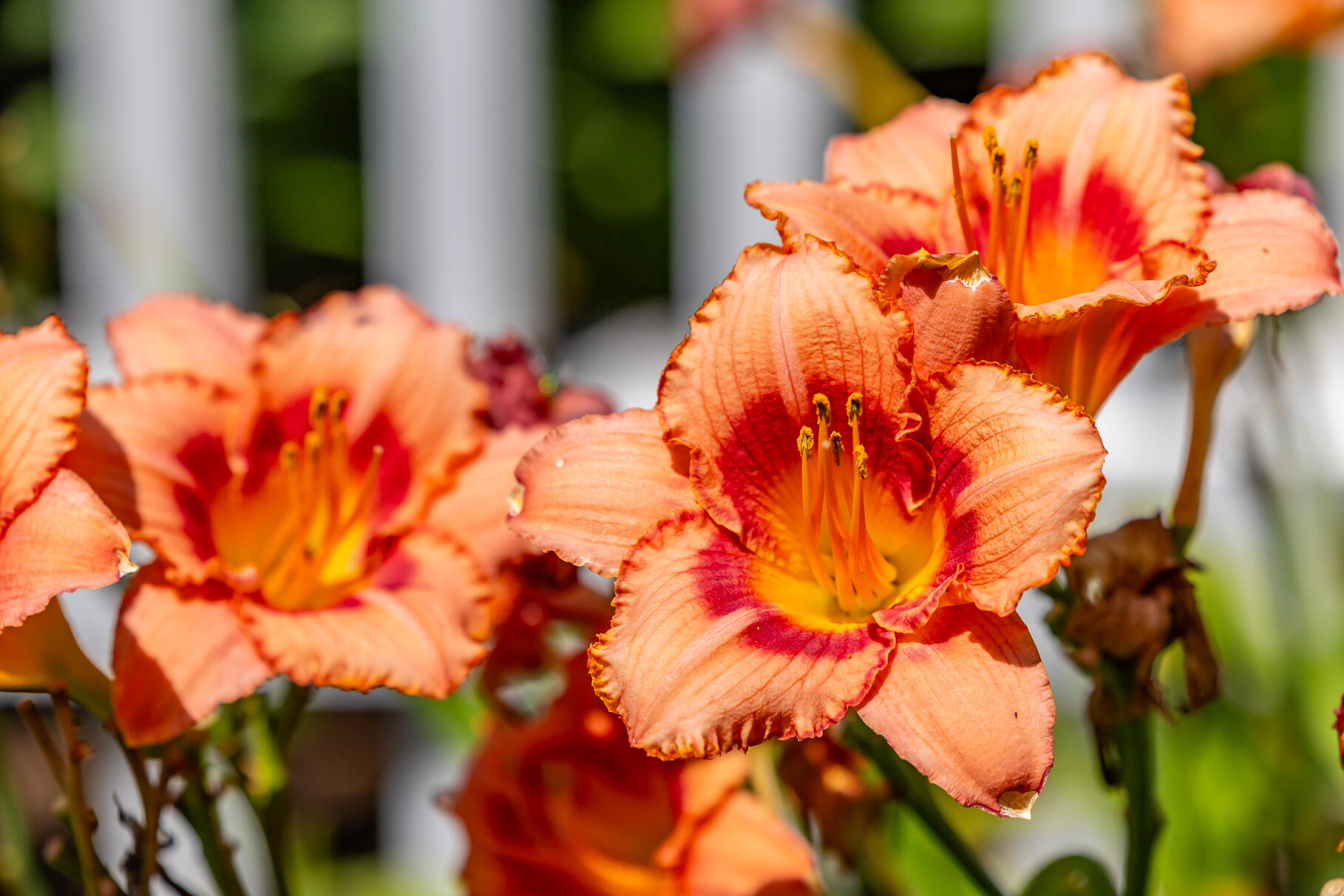 950 Massasoit Road Eastham, MA 02642 - Photo 54 of 66 9L4A4599