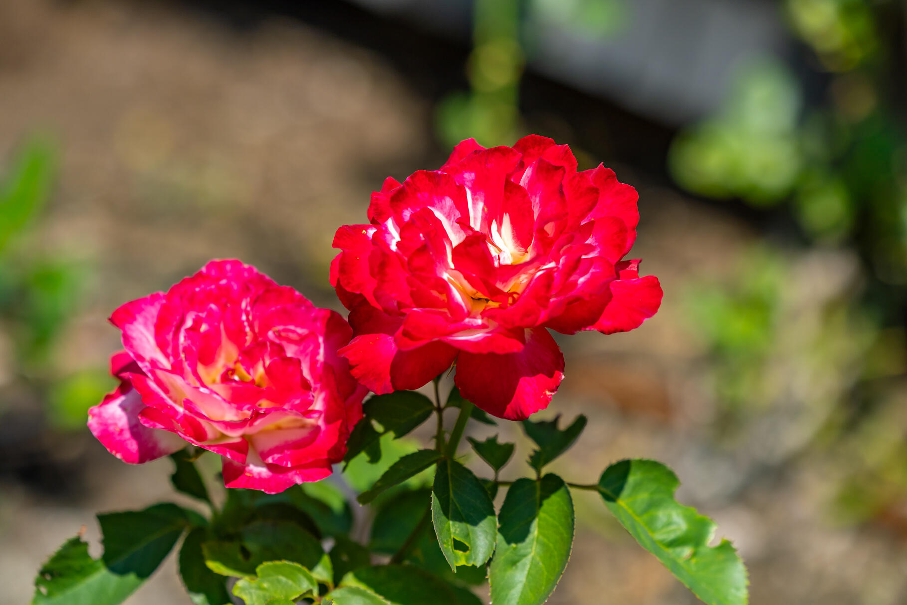 950 Massasoit Road Eastham, MA 02642 - Photo 57 of 66 9L4A4610