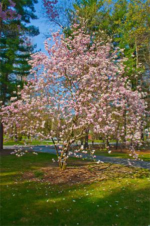 62 Stock Farm Road Sudbury, MA 01776 - Photo 27 of 28 Gallery Image 27