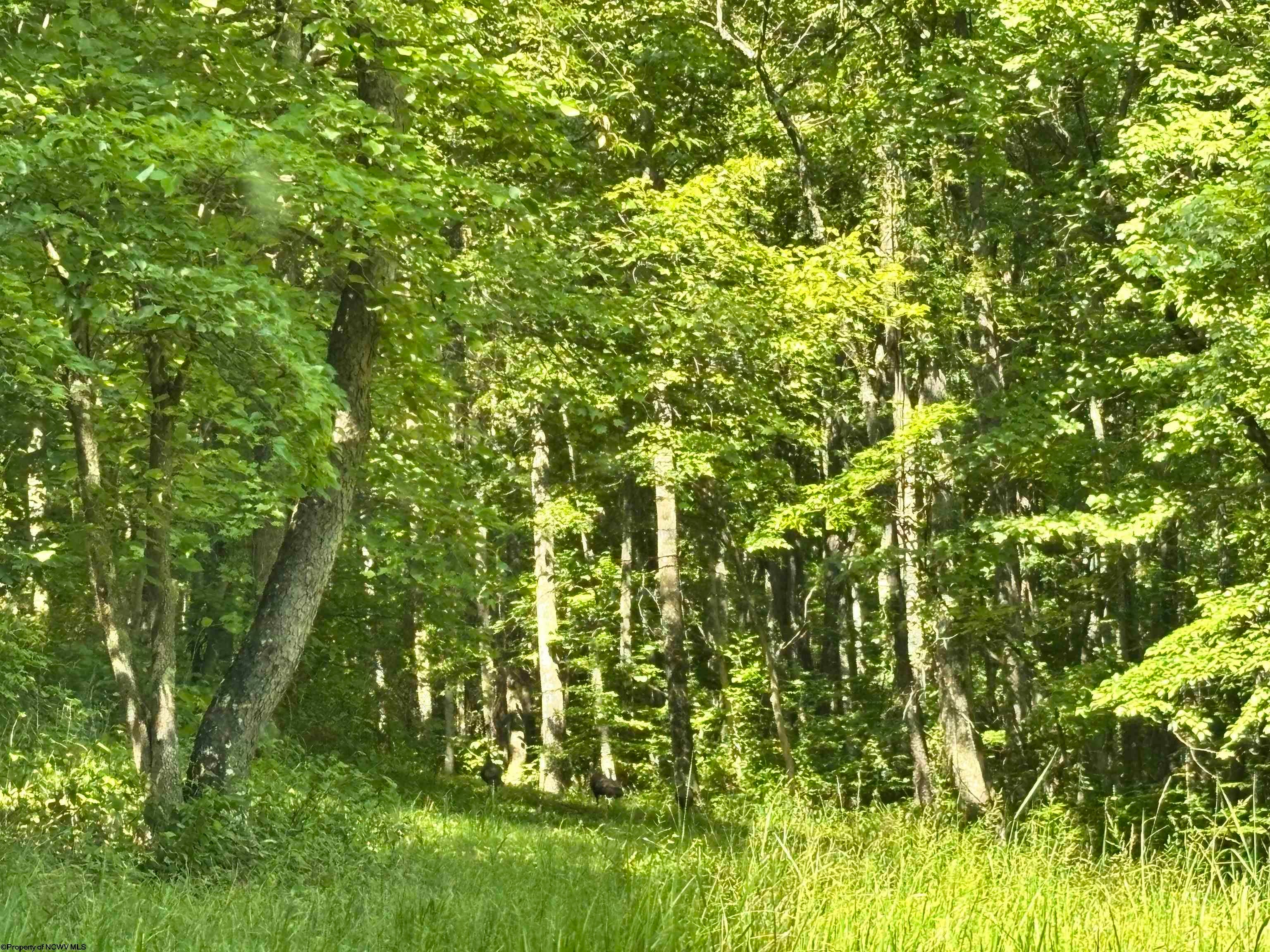 110 Danner Road Belington, WV 26250 - Photo 5 of 22 Gallery Image 5
