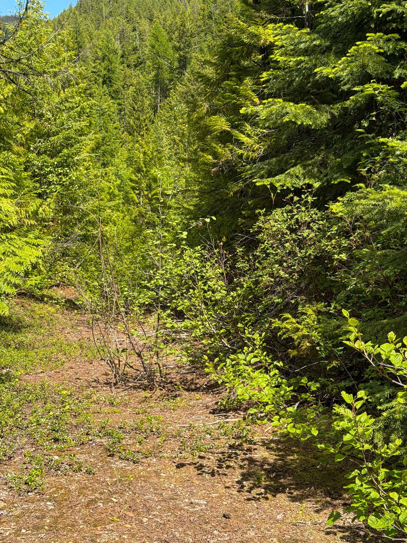 1 Pardee Flat Road Superior, MT 59872 - Photo 33 of 35 Gallery Image 33