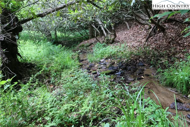 a plant view in yard