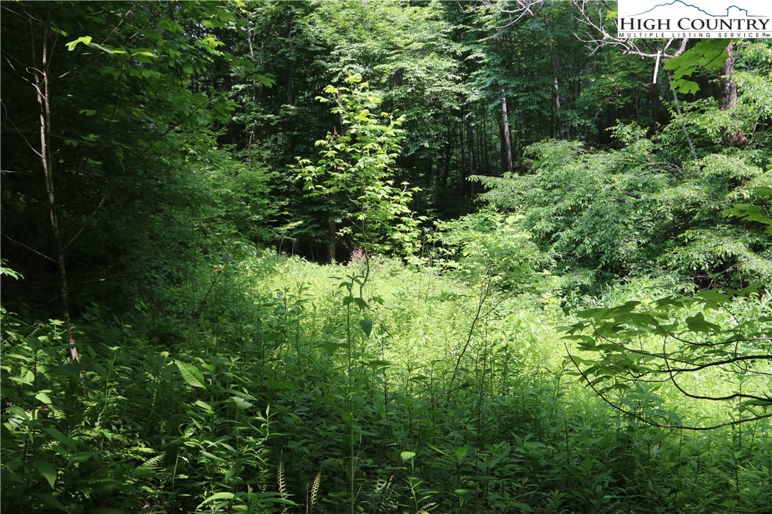 Lot 9 Clearview Ridge Road Crumpler, NC 28617 - Photo 18 of 21 a view of a garden