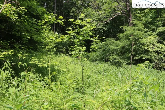 a view of a lush green forest