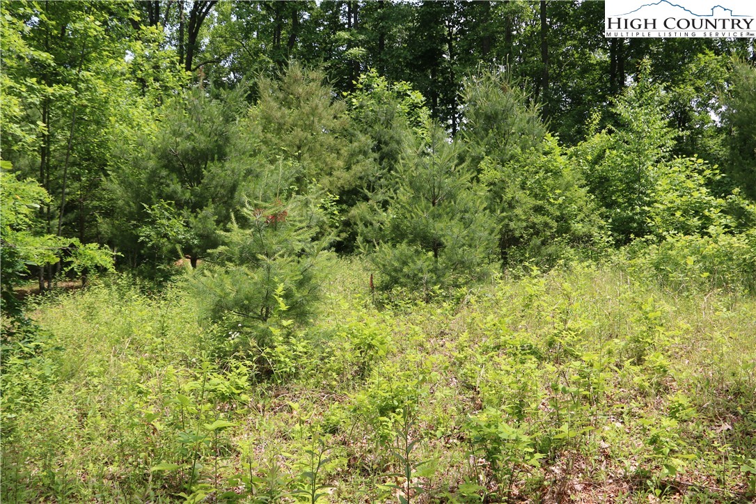 Lot 9 Clearview Ridge Road Crumpler, NC 28617 - Photo 3 of 21 a view of a lush green forest