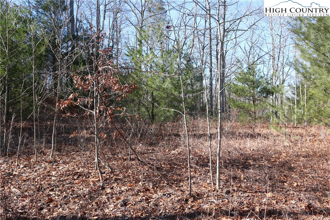 Lot 9 Clearview Ridge Road Crumpler, NC 28617 - Photo 8 of 21 a view of a forest with a tree