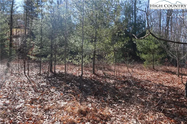 a view of a forest with trees