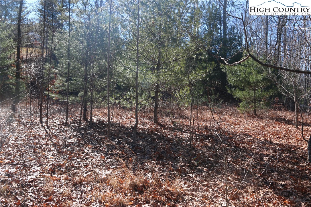 Lot 9 Clearview Ridge Road Crumpler, NC 28617 - Photo 9 of 21 a view of a forest with trees