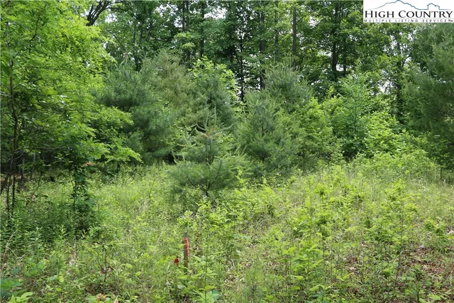 a view of a lush green forest
