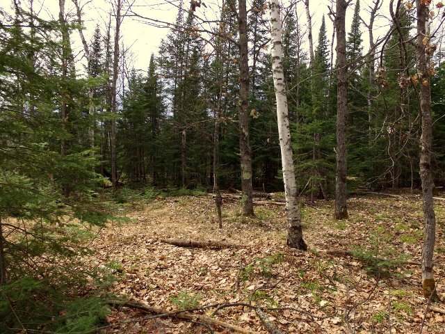 Near Near Cth J Mercer, WI 54547 - Photo 5 of 16 Gallery Image 5