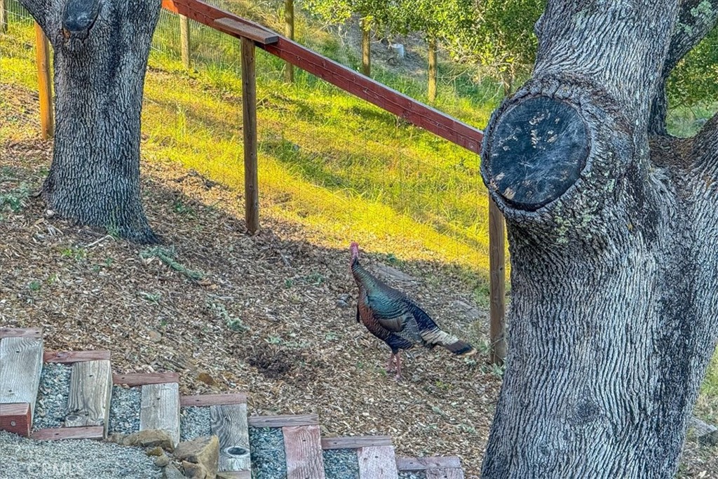 10662 Santa Ana Road Atascadero, CA 93422 - Photo 60 of 72 Side Yard