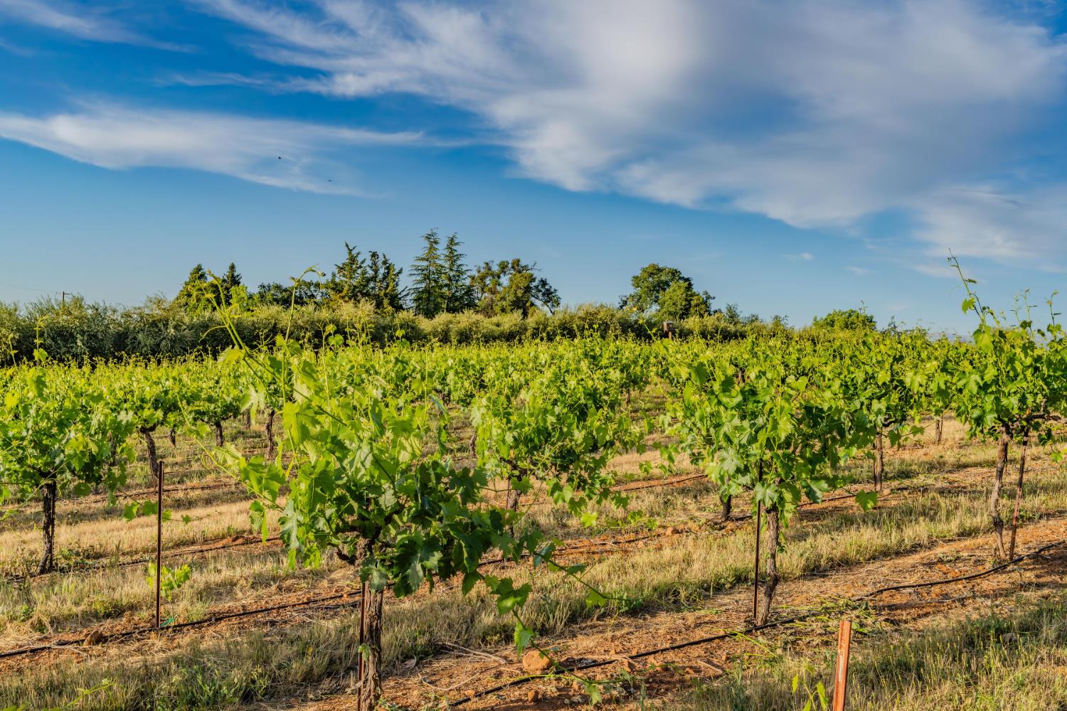 11321 New York Ranch Road Jackson, CA 95642 - Photo 65 of 73