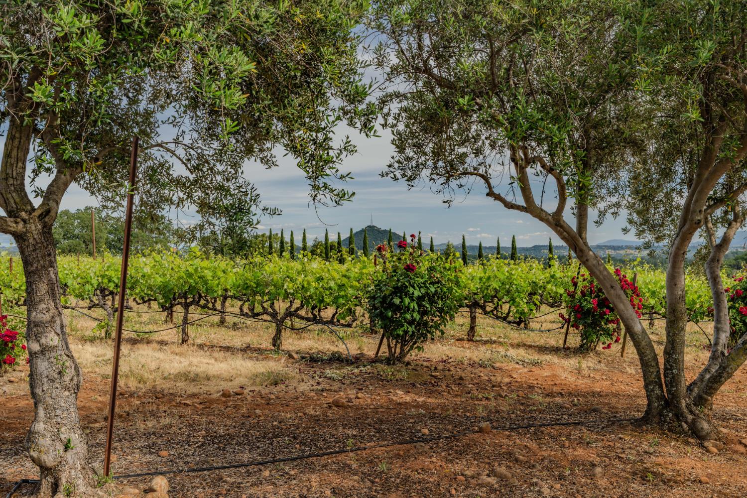 11321 New York Ranch Road Jackson, CA 95642 - Photo 71 of 73