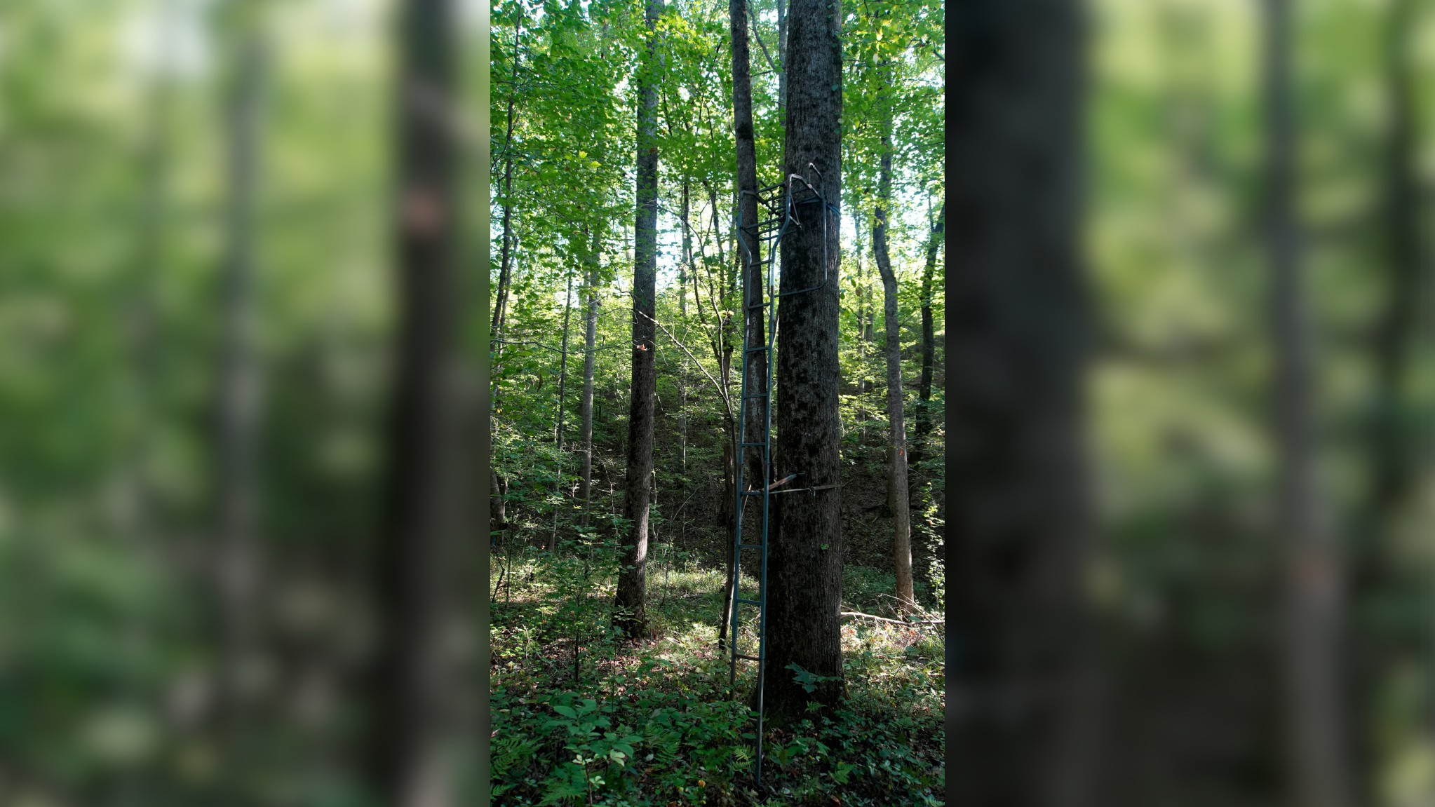 2 Ables Road Cherokee, AL 35616 - Photo 4 of 9 Gallery Image 4