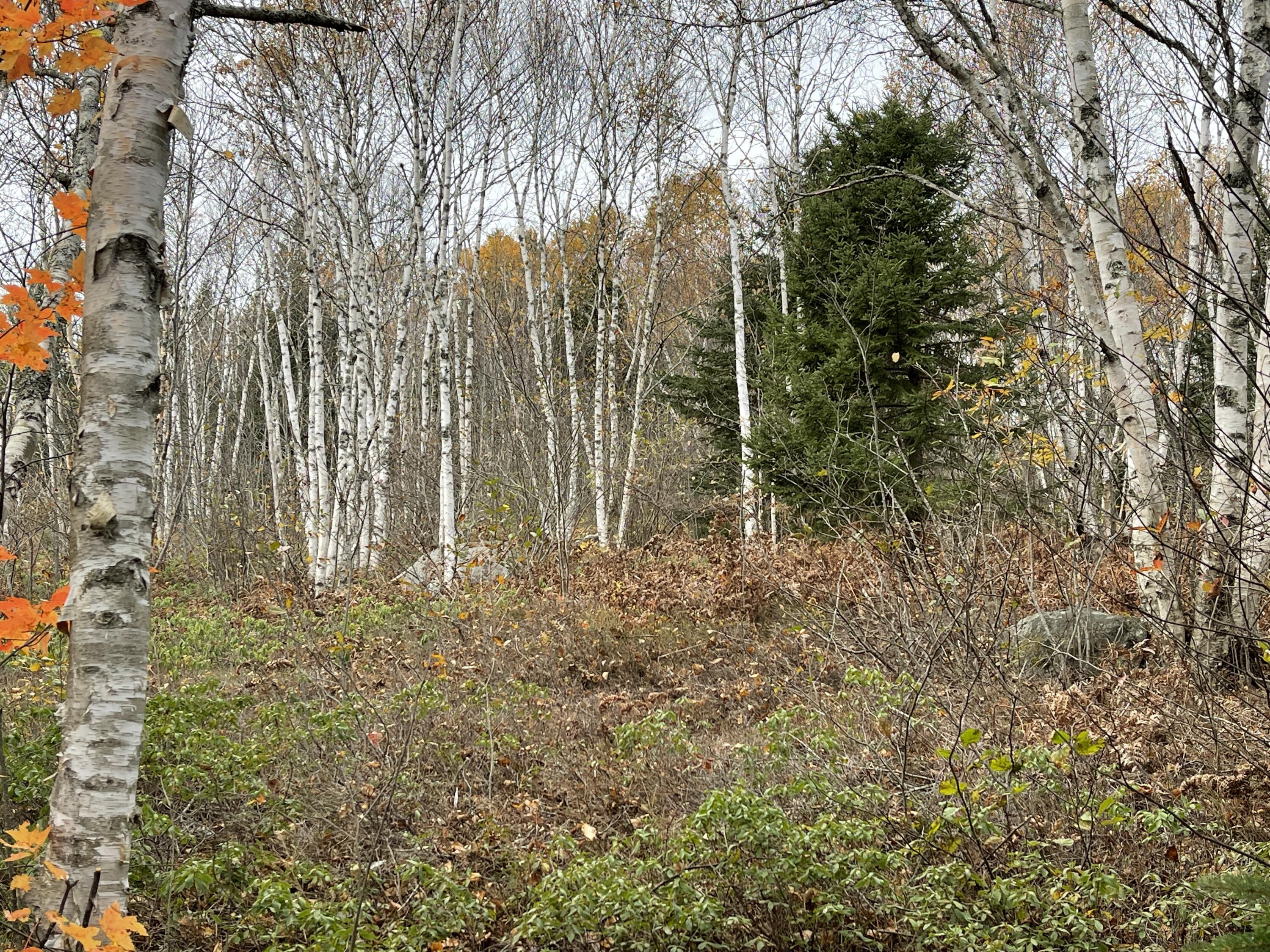 Lot 62 Englishman Bay Road Jonesport, ME 04649 - Photo 7 of 7 Land