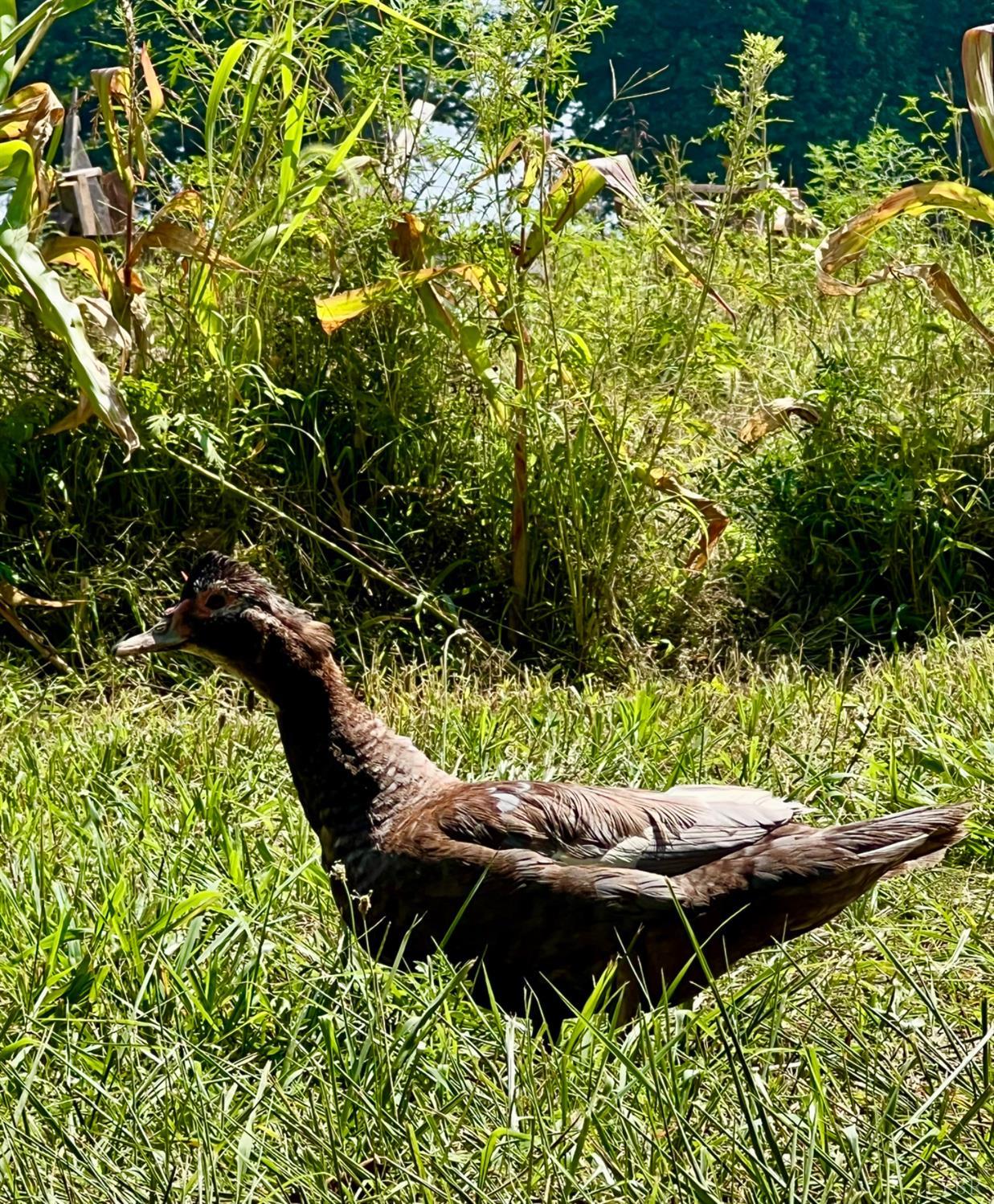4526 Pigeon Run Road Gladys, VA 24554 - Photo 40 of 54 a backyard of a house with lots of green space