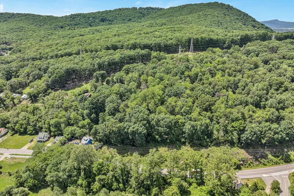 a view of a forest with a street