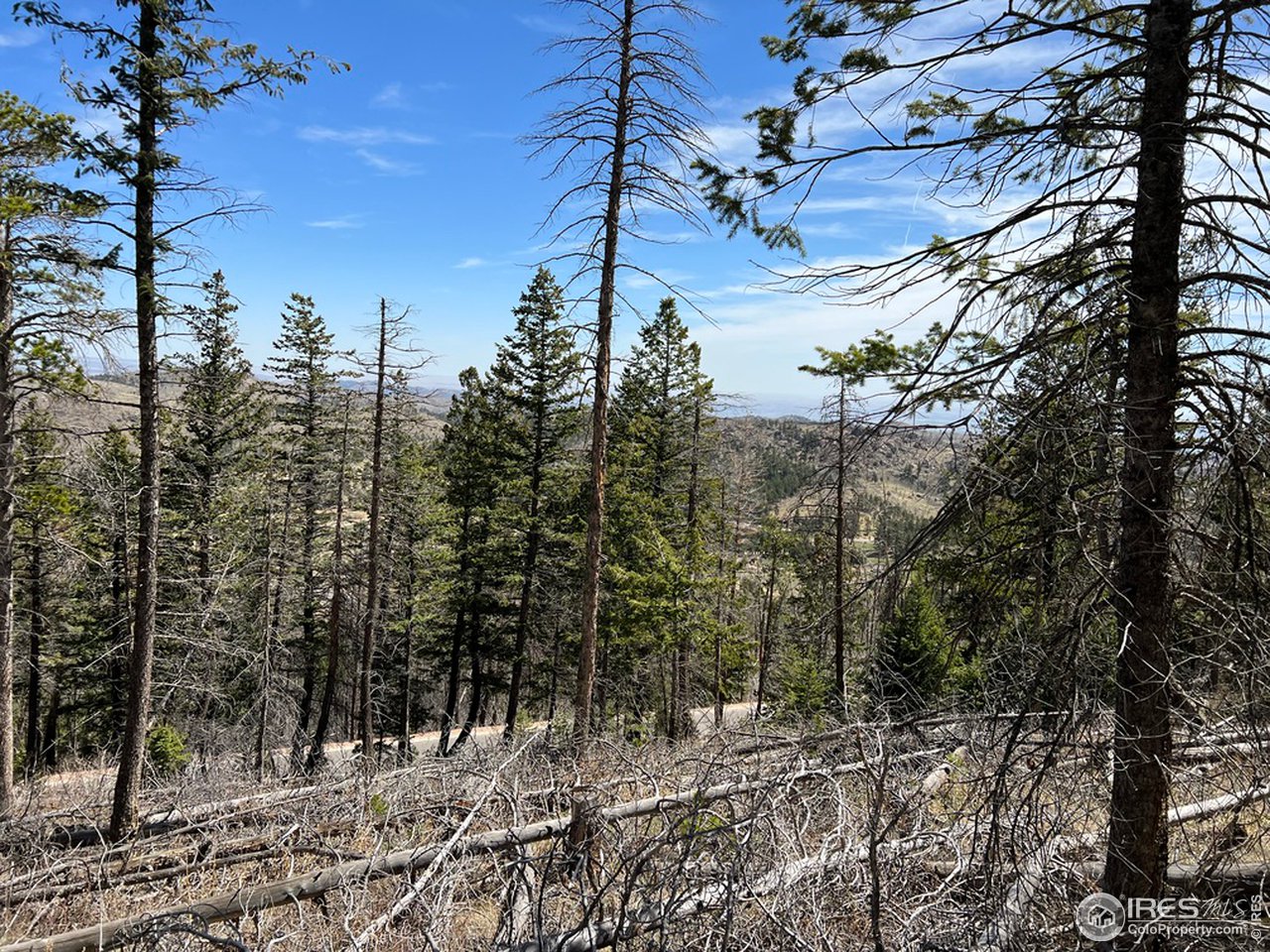 0 Rist Canyon Road Bellvue, CO 80512 - Photo 11 of 22 a view of a forest with trees