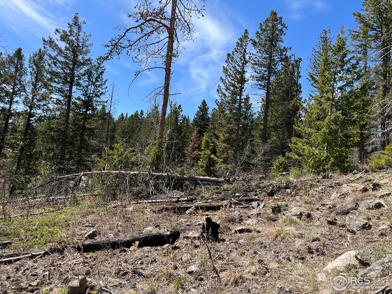 0 Rist Canyon Road Bellvue, CO 80512 - Photo 14 of 22 a view of a dry yard with trees