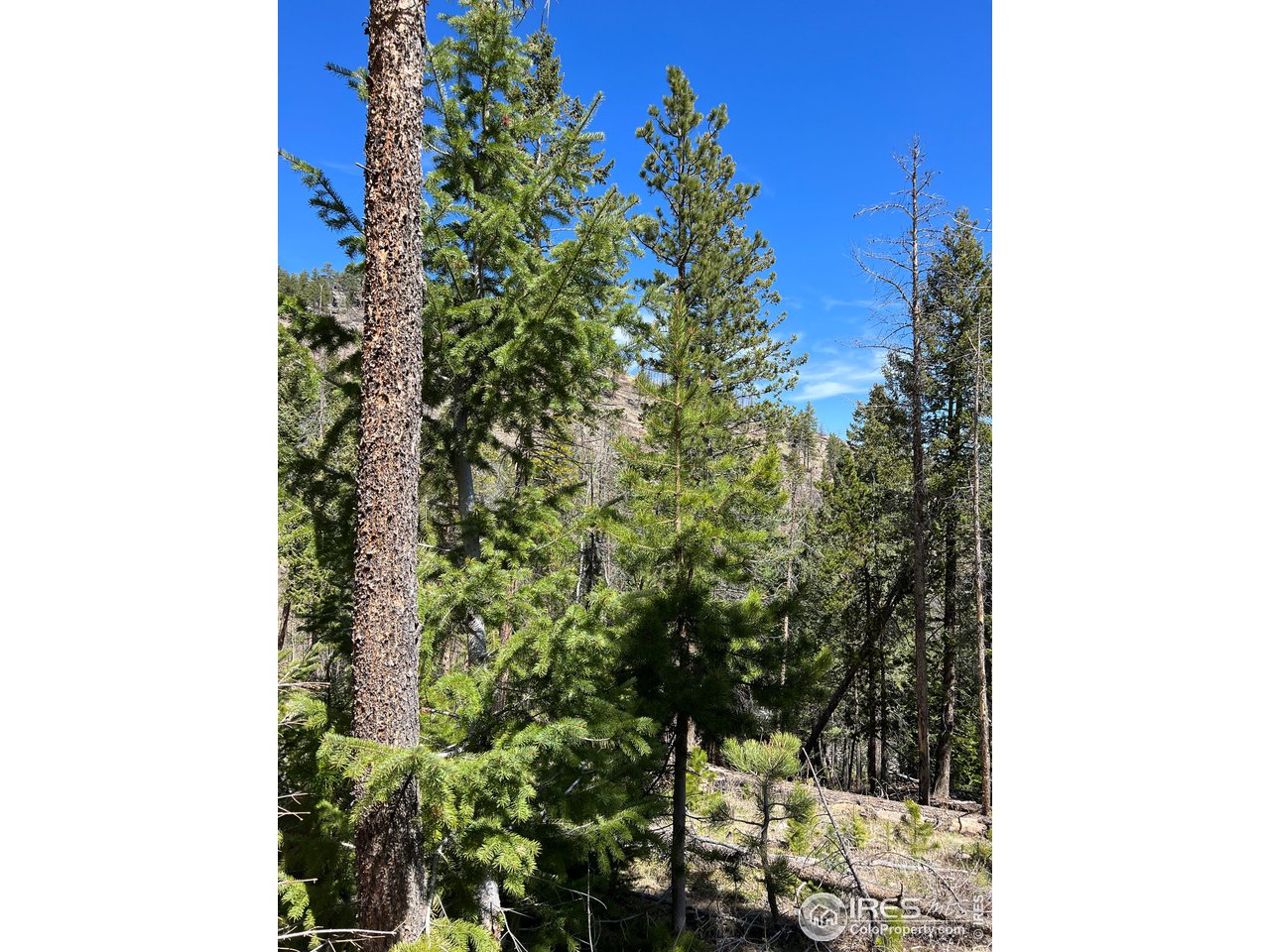 0 Rist Canyon Road Bellvue, CO 80512 - Photo 16 of 22 a picture of a tree