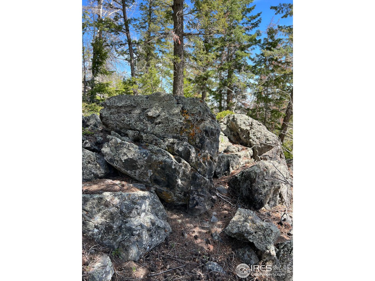 0 Rist Canyon Road Bellvue, CO 80512 - Photo 6 of 22 a picture of a tree