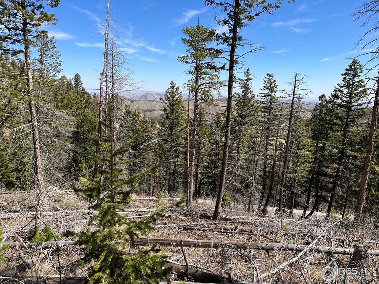 0 Rist Canyon Road Bellvue, CO 80512 - Photo 8 of 22 a view of a forest with trees